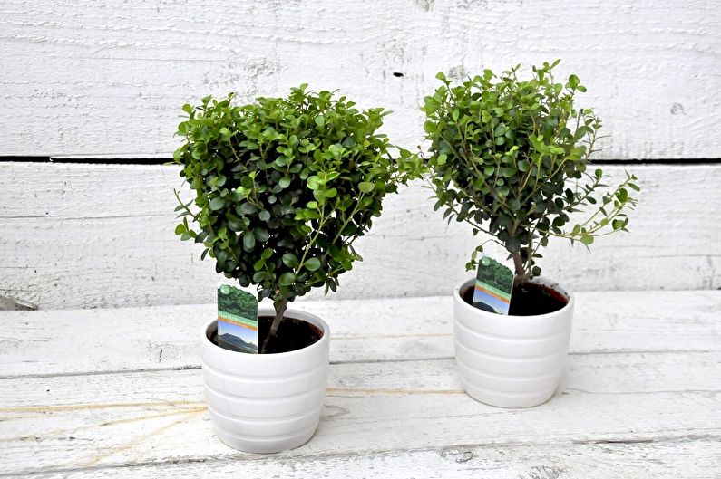 Myrtle Tree - Key Features
