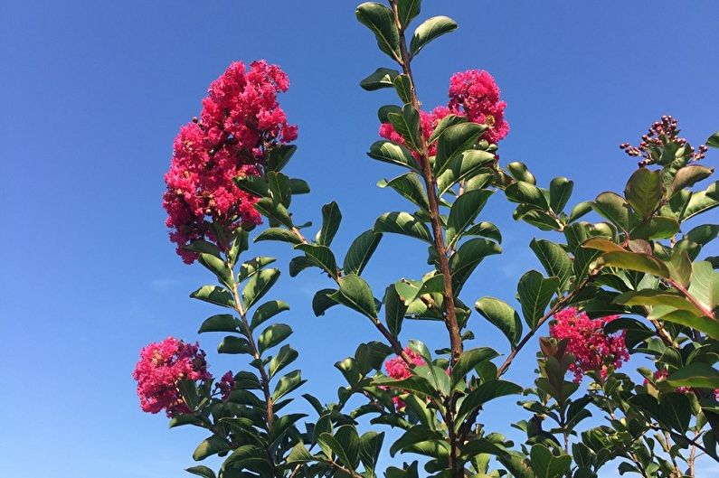 Myrtle Tree - Key Features
