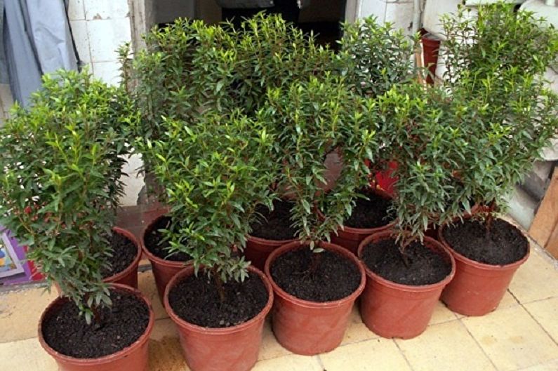 Reproduction and transplantation of myrtle tree