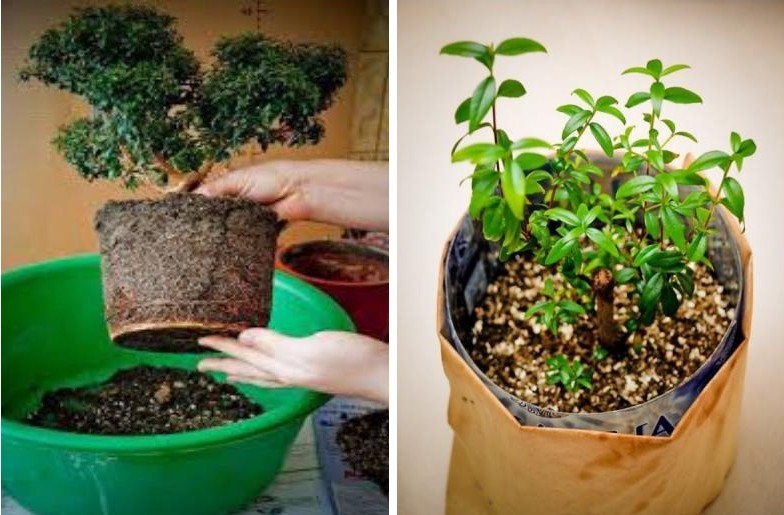 Reproduction and transplantation of myrtle tree