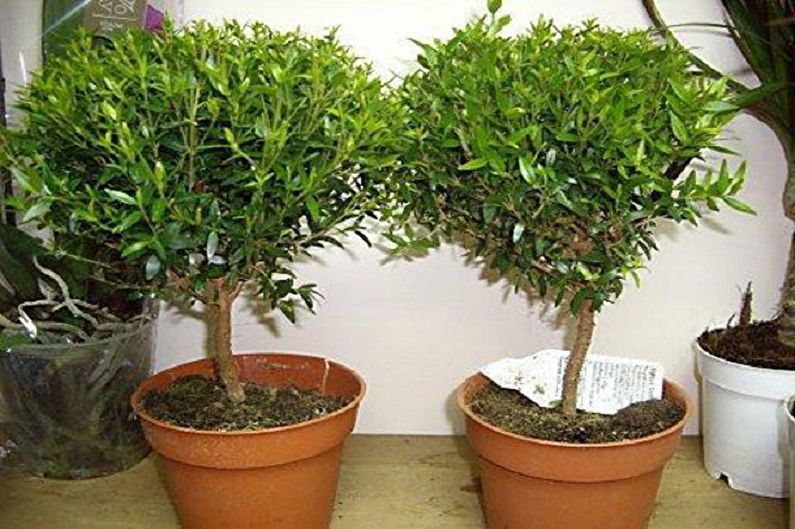 Myrtle tree - photo