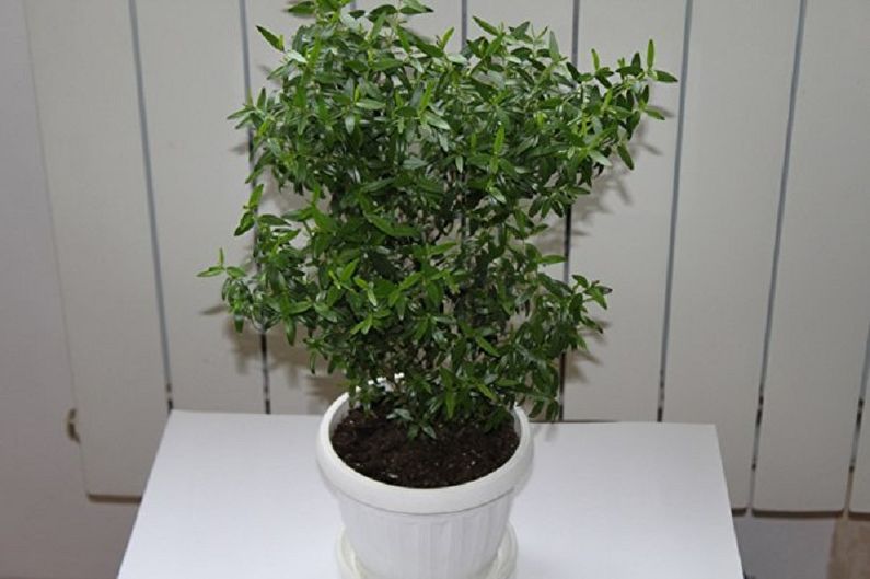 Myrtle tree - photo