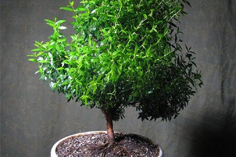Myrtle tree - photo