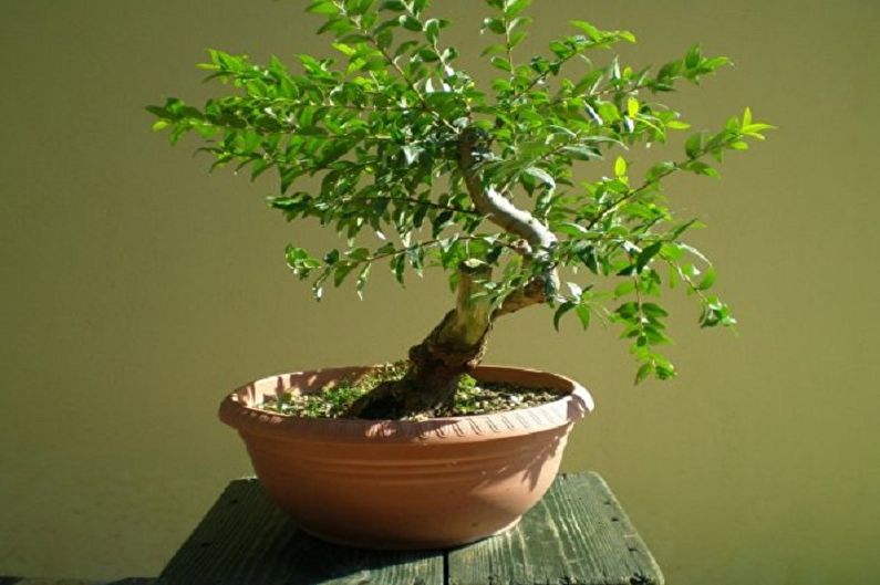 Myrtle tree - photo