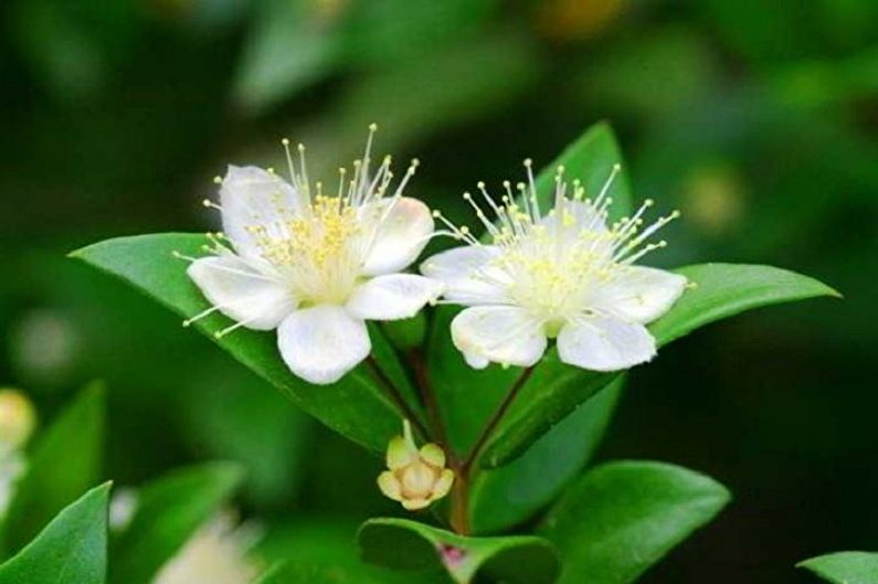 Myrtle tree - photo