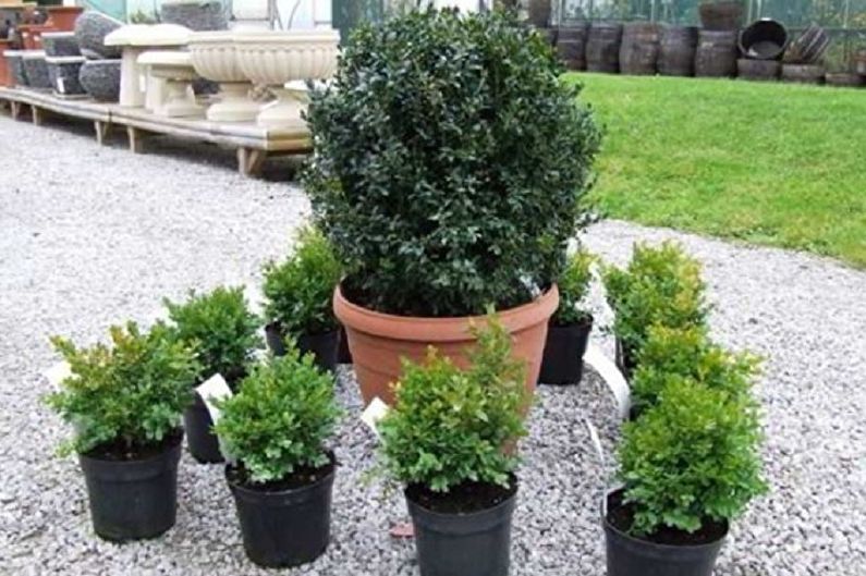 Myrtle tree - photo