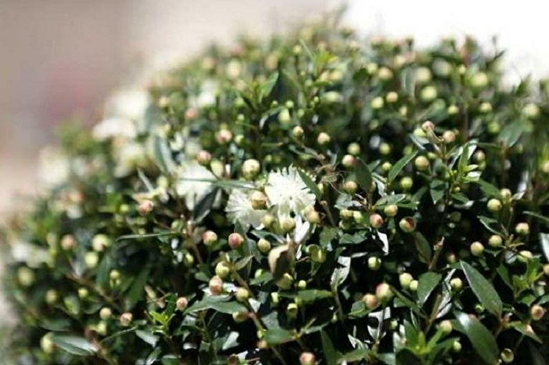 Myrtle tree - photo