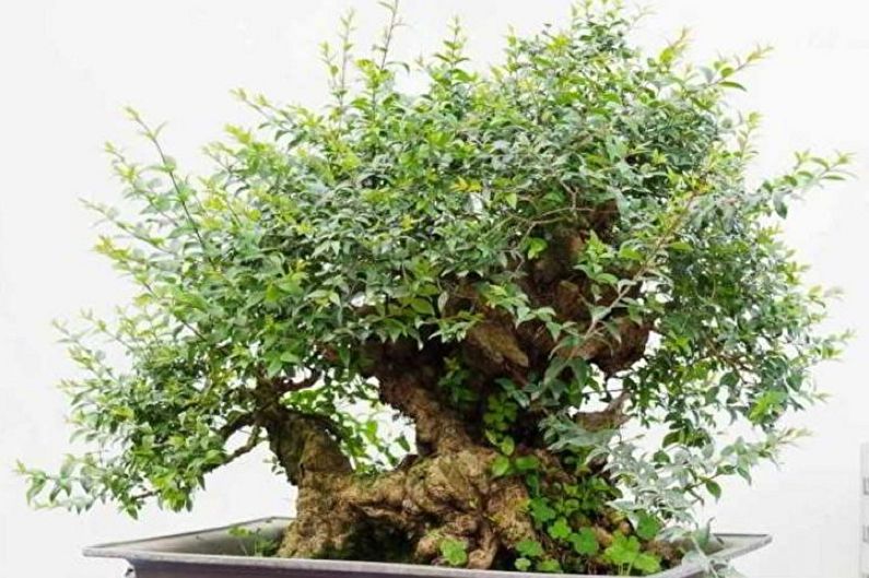 Myrtle tree - photo