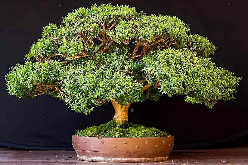 Myrtle tree - photo