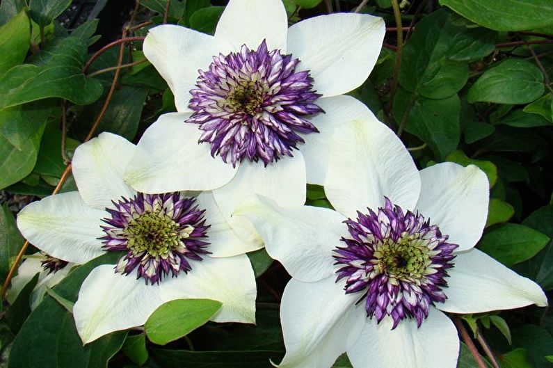 Clematis flowery