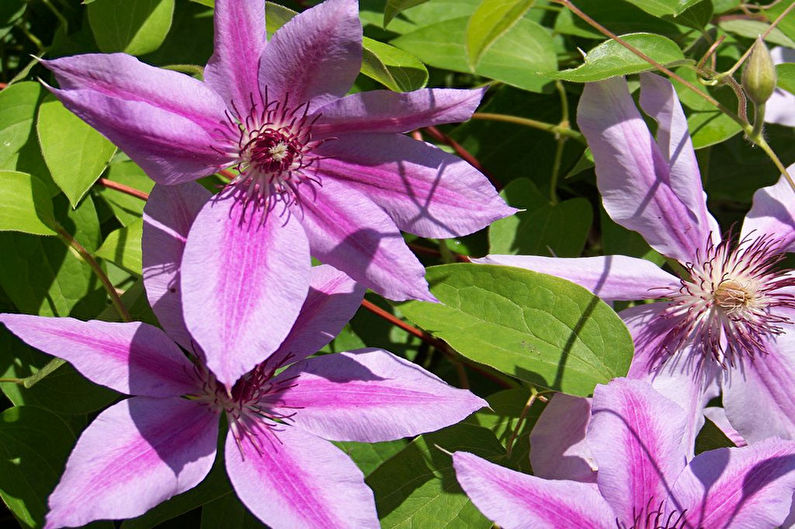 Clematis - Lighting