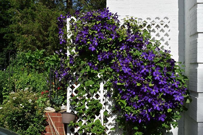 Clematis - Lighting