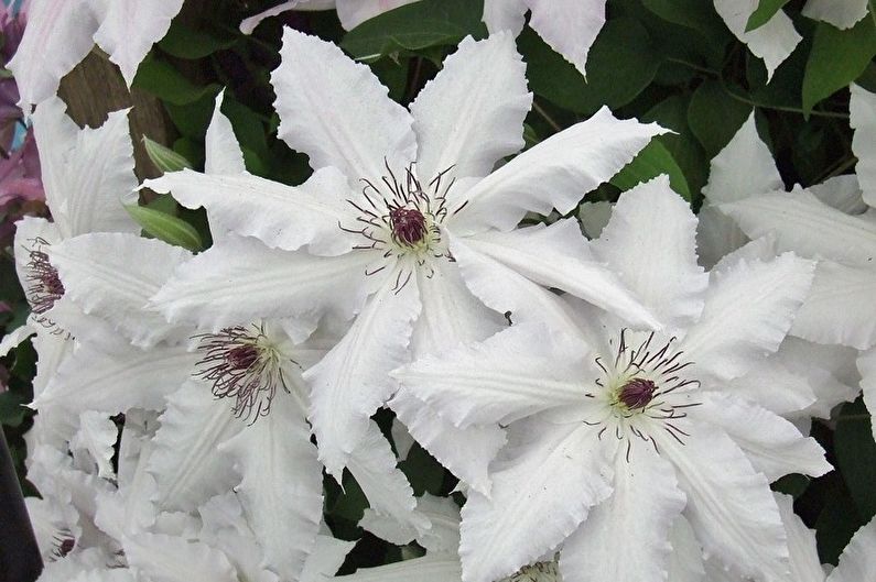 Clematis - Temperature