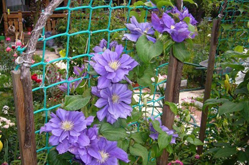 Clematis - Watering