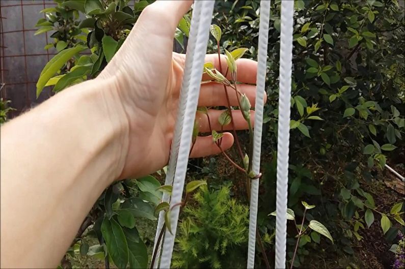 Clematis - Fertilizers and top dressing