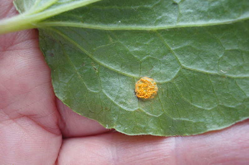 Clematis - Diseases and Pests