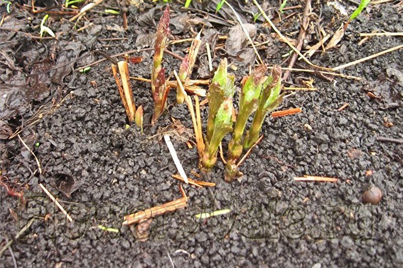 How to transplant clematis