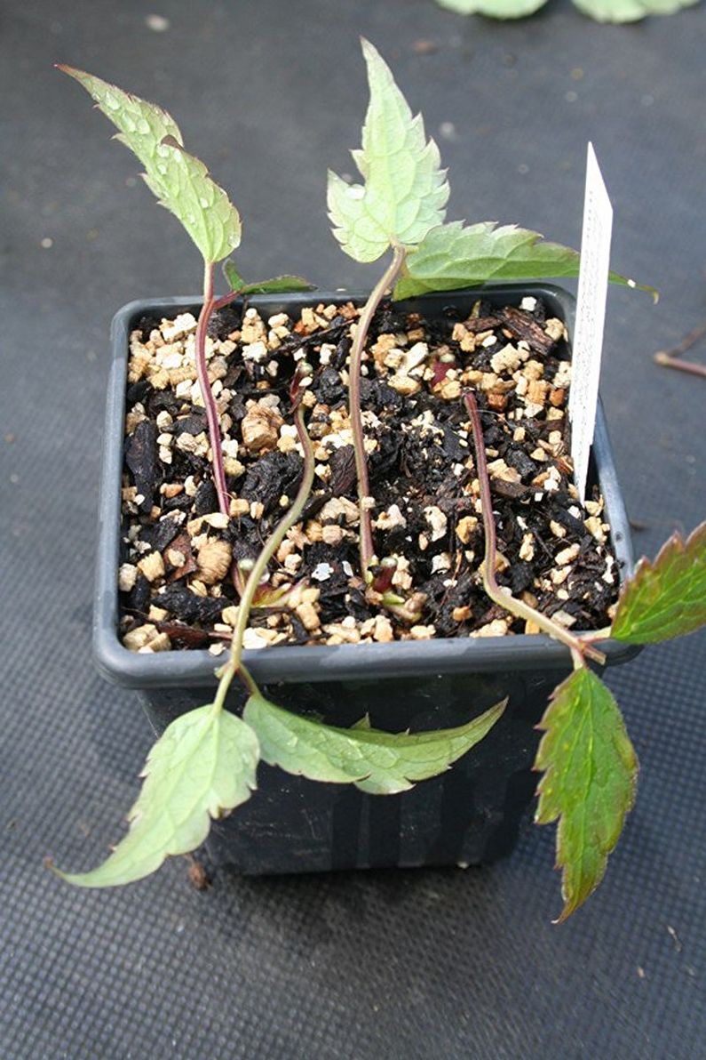 Vegetative propagation of clematis
