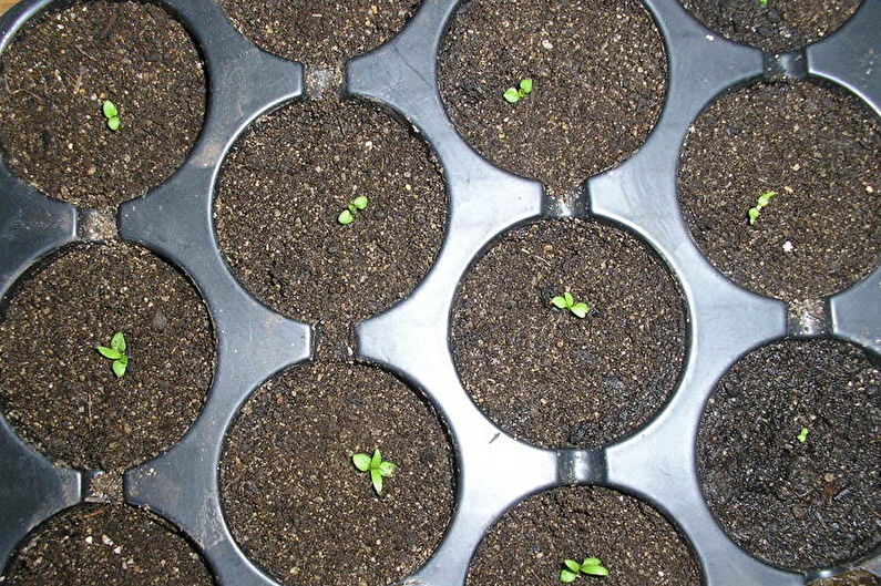 Reproduction of clematis by seeds