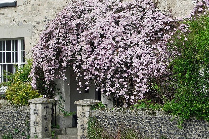 Clematis - photo