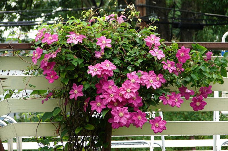 Clematis - photo