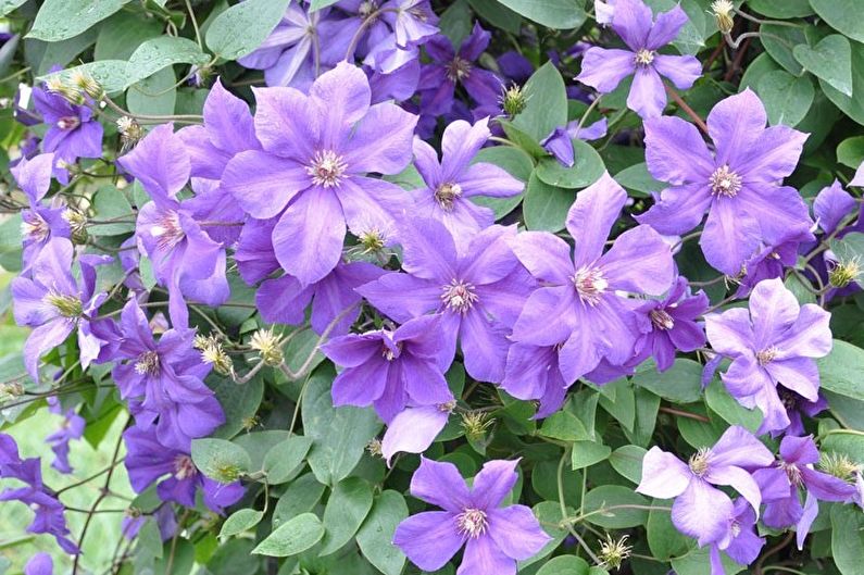 Clematis - photo