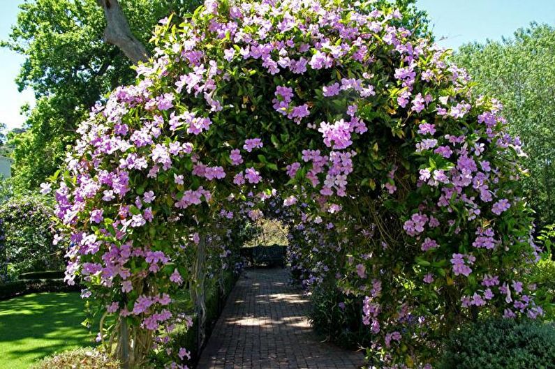 Clematis - photo