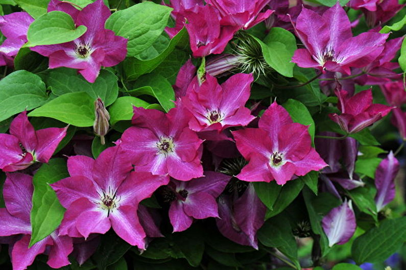 Clematis - photo