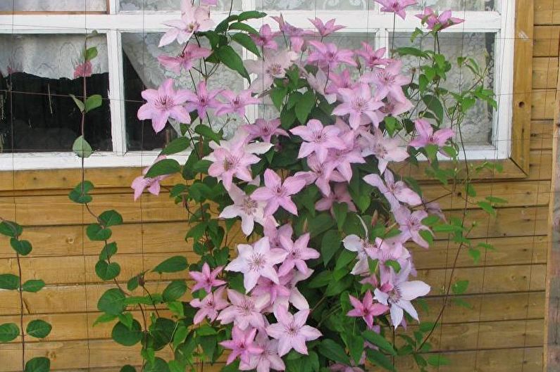 Clematis - photo