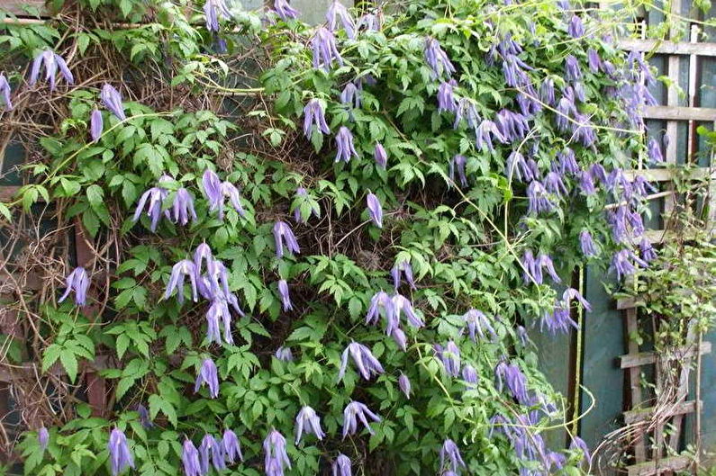 Clematis - photo