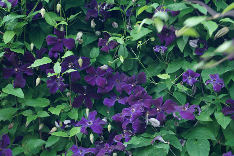 Clematis - photo