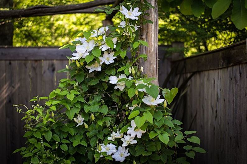 Clematis - photo