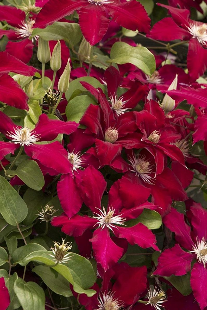Clematis - photo