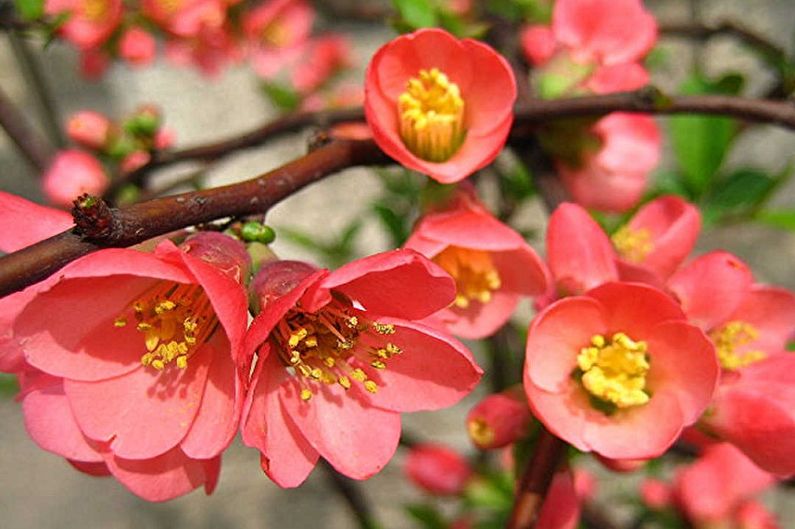 Quince beautiful