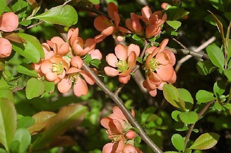 Henomeles quince Katayansky