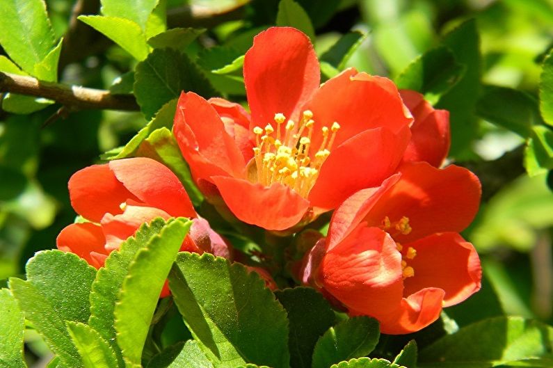 Japanese Quince - Temperature