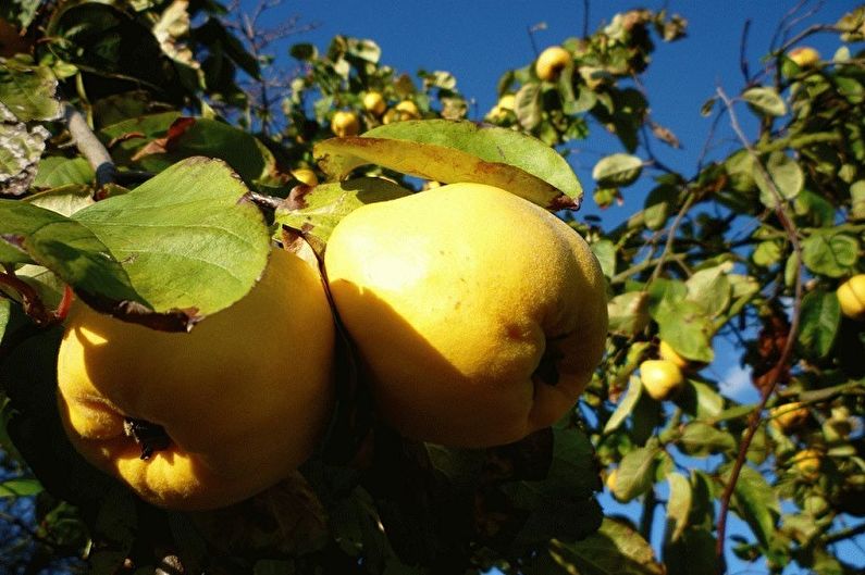 Japanese Quince - Temperature