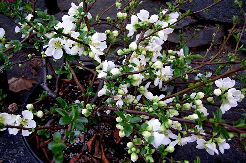 Japanese quince - Fertilizers and top dressing
