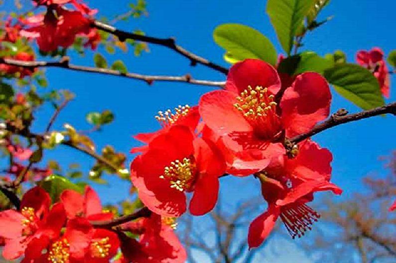 Japanese quince - Fertilizers and top dressing