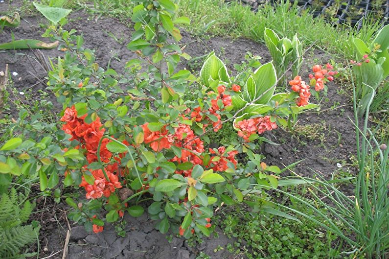 How to transplant Japanese quince