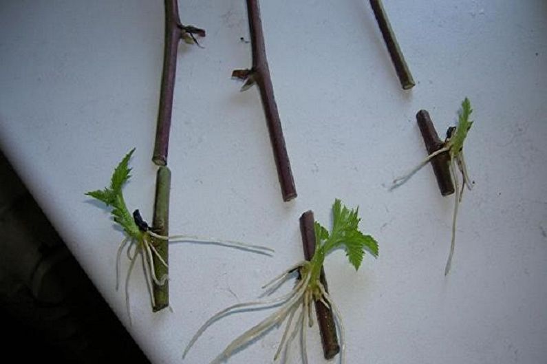 Japanese quince propagation by cuttings