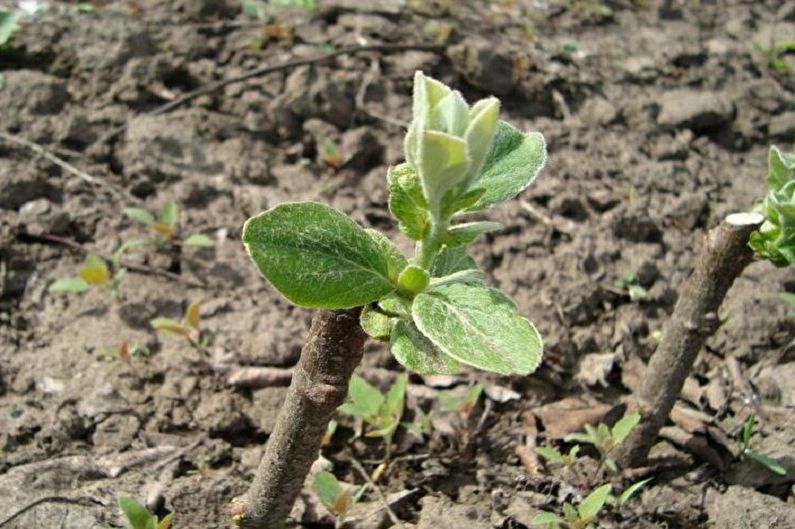 Japanese quince propagation by cuttings
