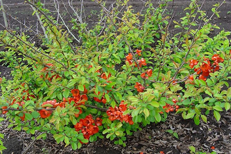 Quince propagation by Japanese layering
