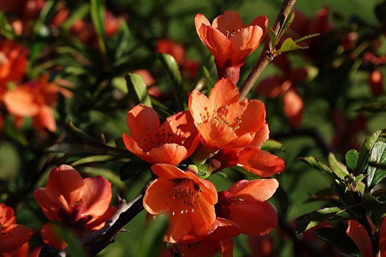 Japanese quince - photo
