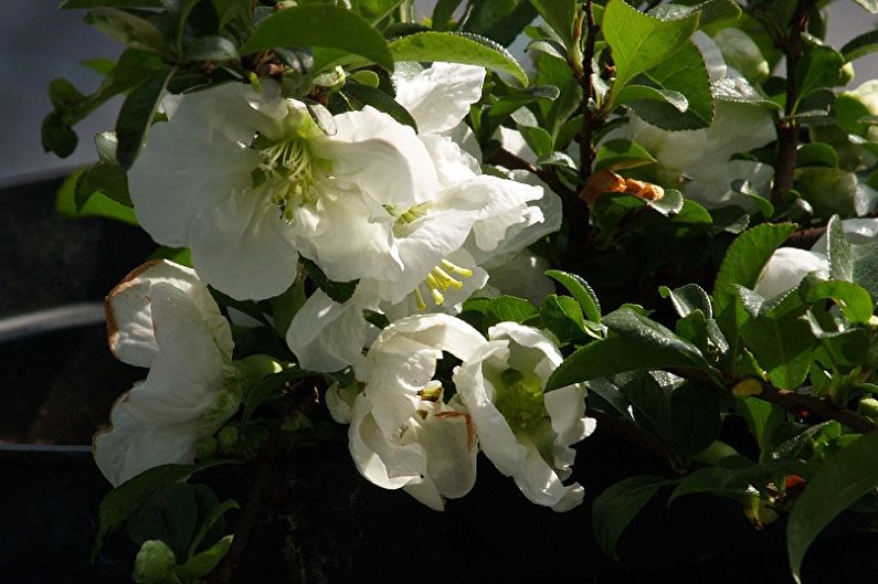 Japanese quince - photo