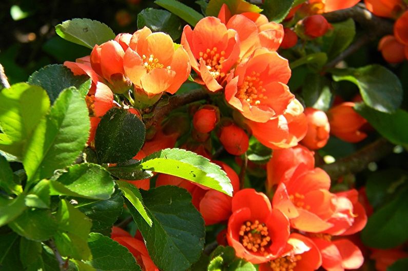 Japanese quince - photo