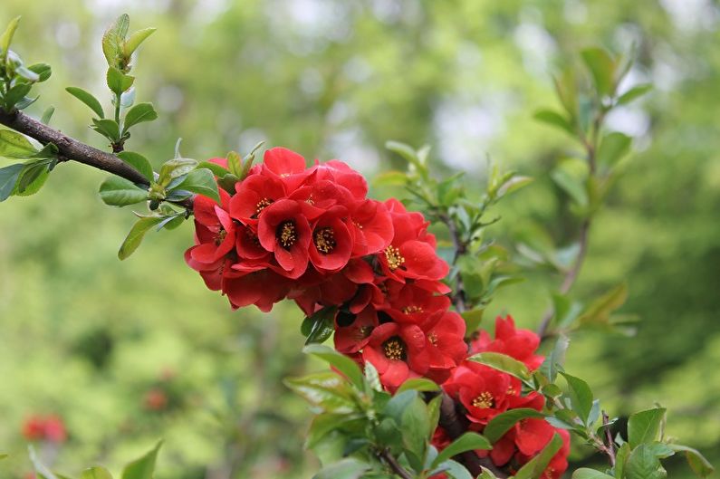 Japanese quince - photo