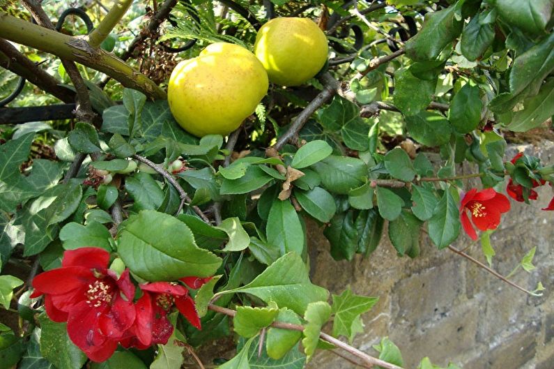 Japanese quince - photo