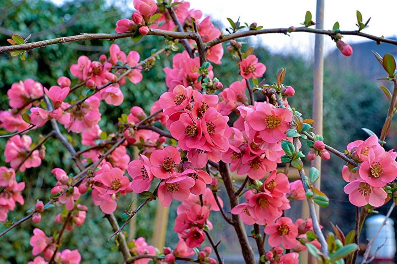 Japanese quince - photo