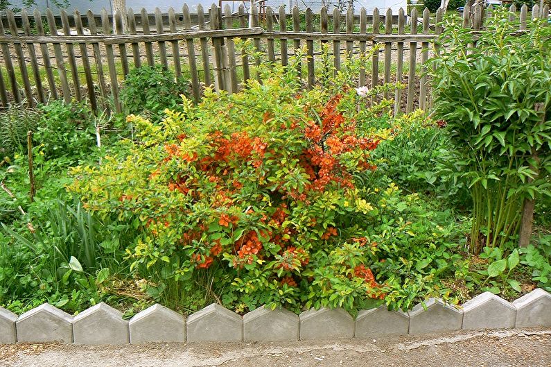 Japanese quince - photo